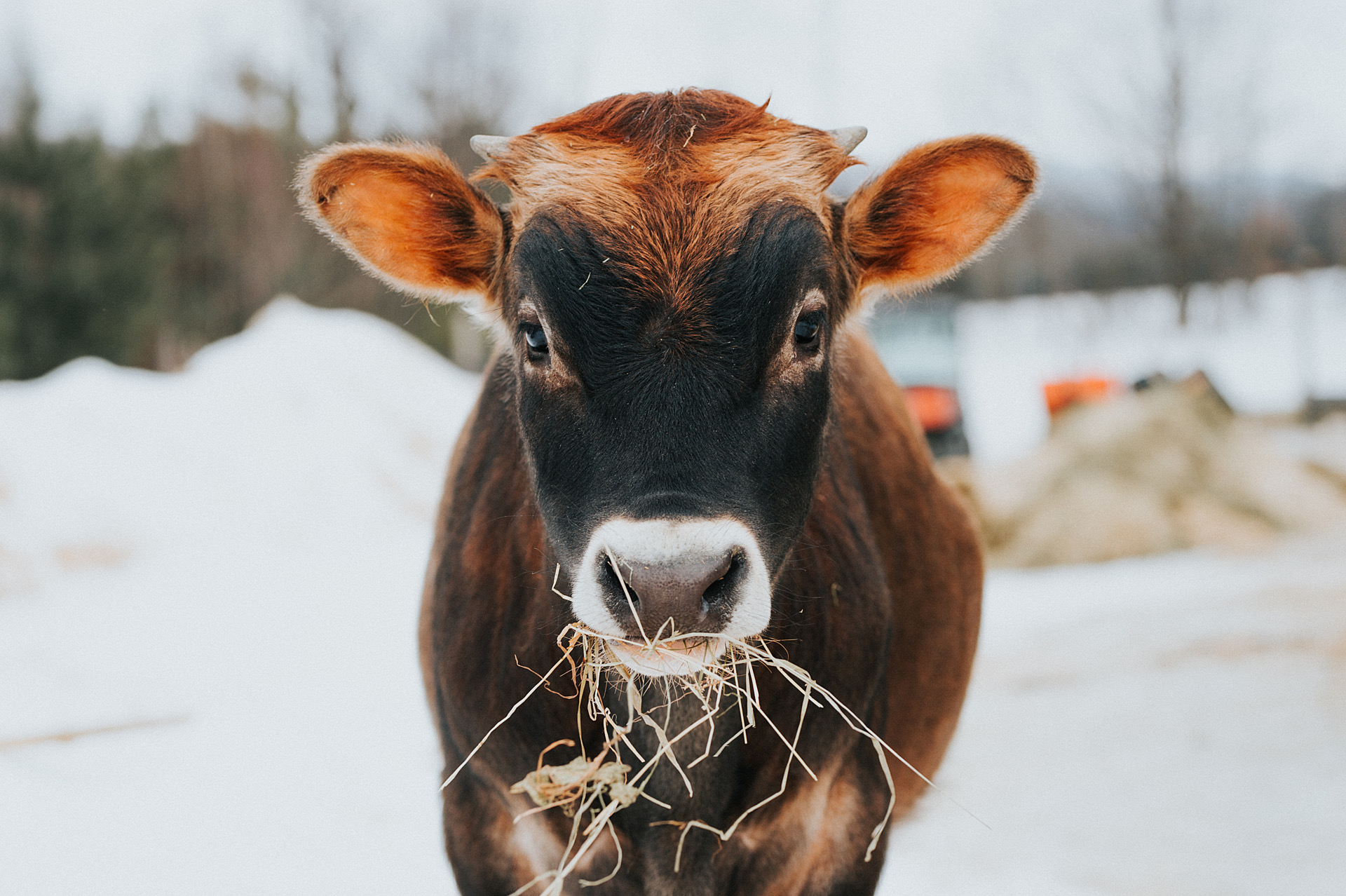A brown cow stands in snow, facing the camera